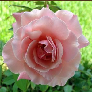 Meet your Posher, Felipa